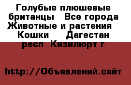 Голубые плюшевые британцы - Все города Животные и растения » Кошки   . Дагестан респ.,Кизилюрт г.